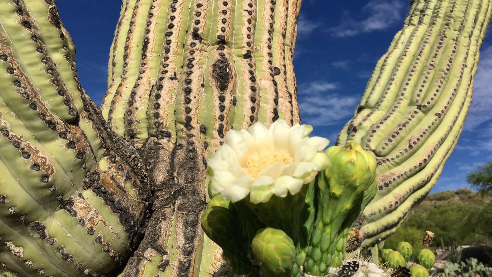 Saguaro blooms in the Catalina Foothills